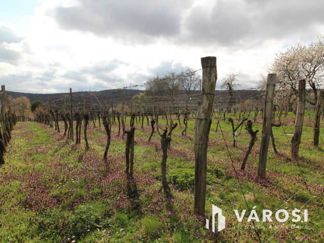 Panorámás zártkerti telek Kőszeg kedvelt Királyvölgyében!